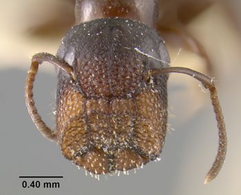 Media type: image;   Entomology 29029 Aspect: head frontal view